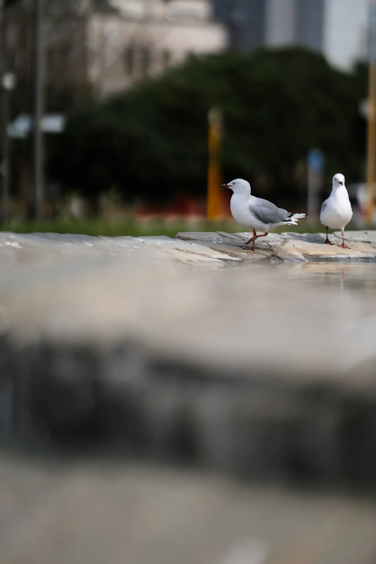 Shop Seagulls at fountain