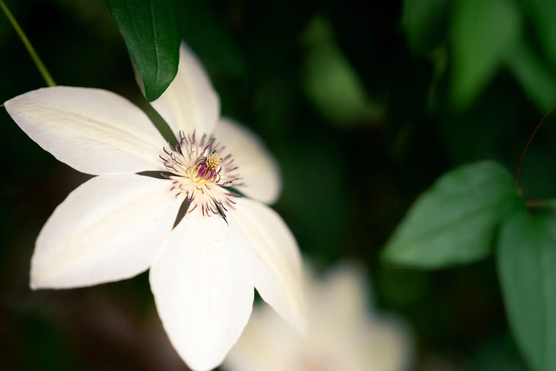 Shop White flower closeup
