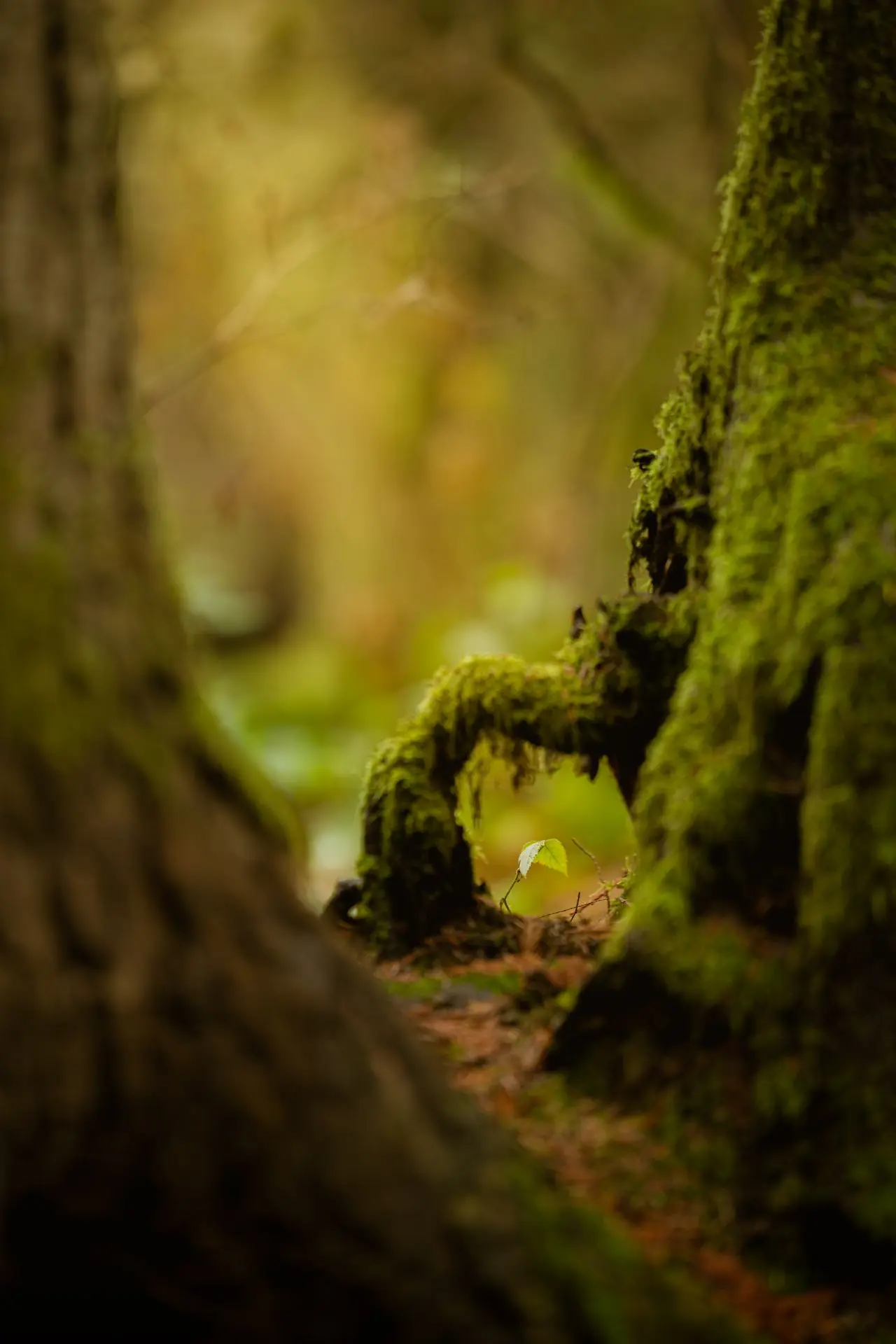 Tiny Tree A tiny tree begins to grow in the shadow of a large tree's root