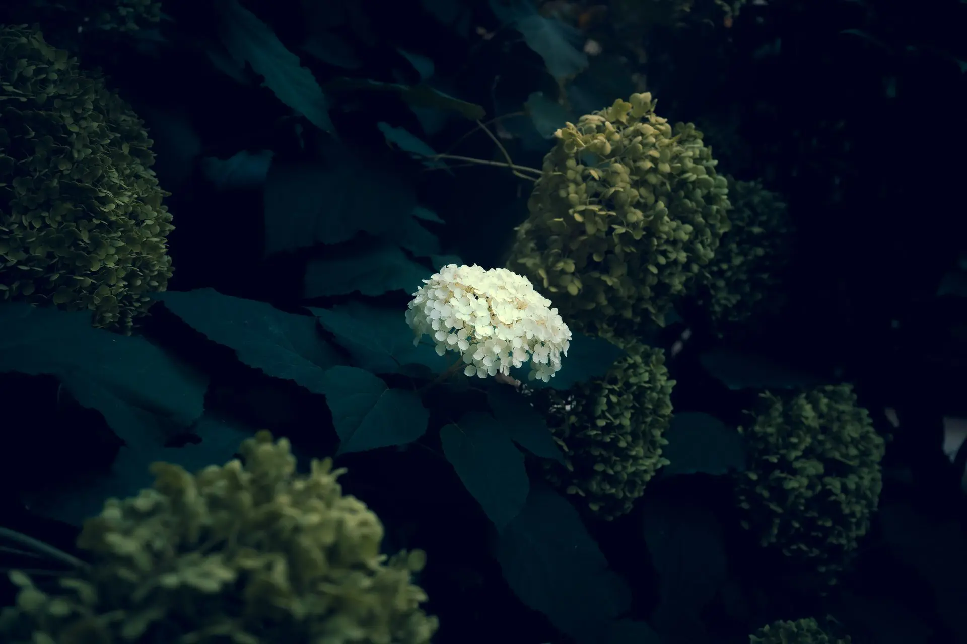 Flowers 2 A white hydrangea set against dark leaves
