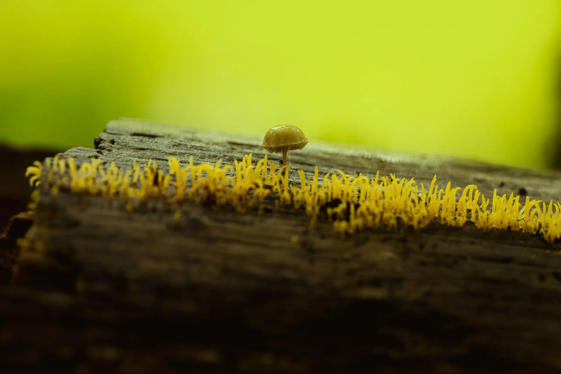 Mushrooms 4 One small mushroom overlooks many tiny ones