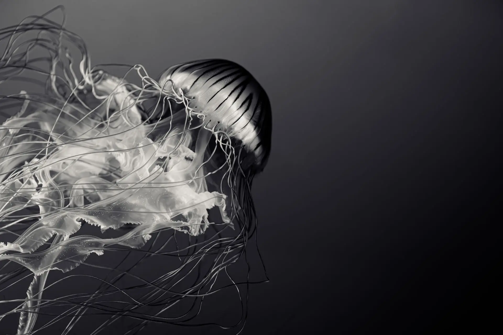 Jellyfish 1 Jellyfish 1 Wall Art