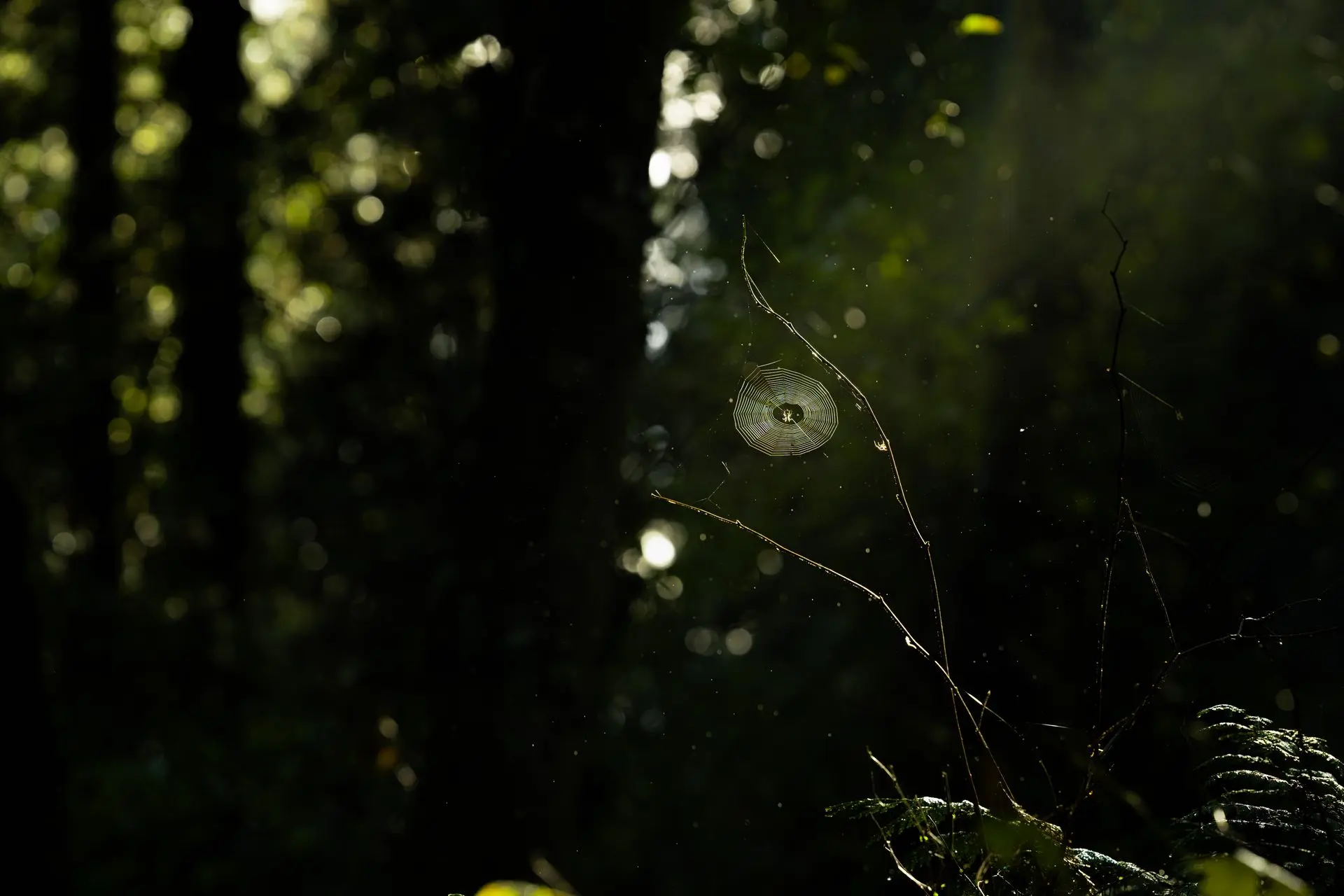 Shop Spider web in light