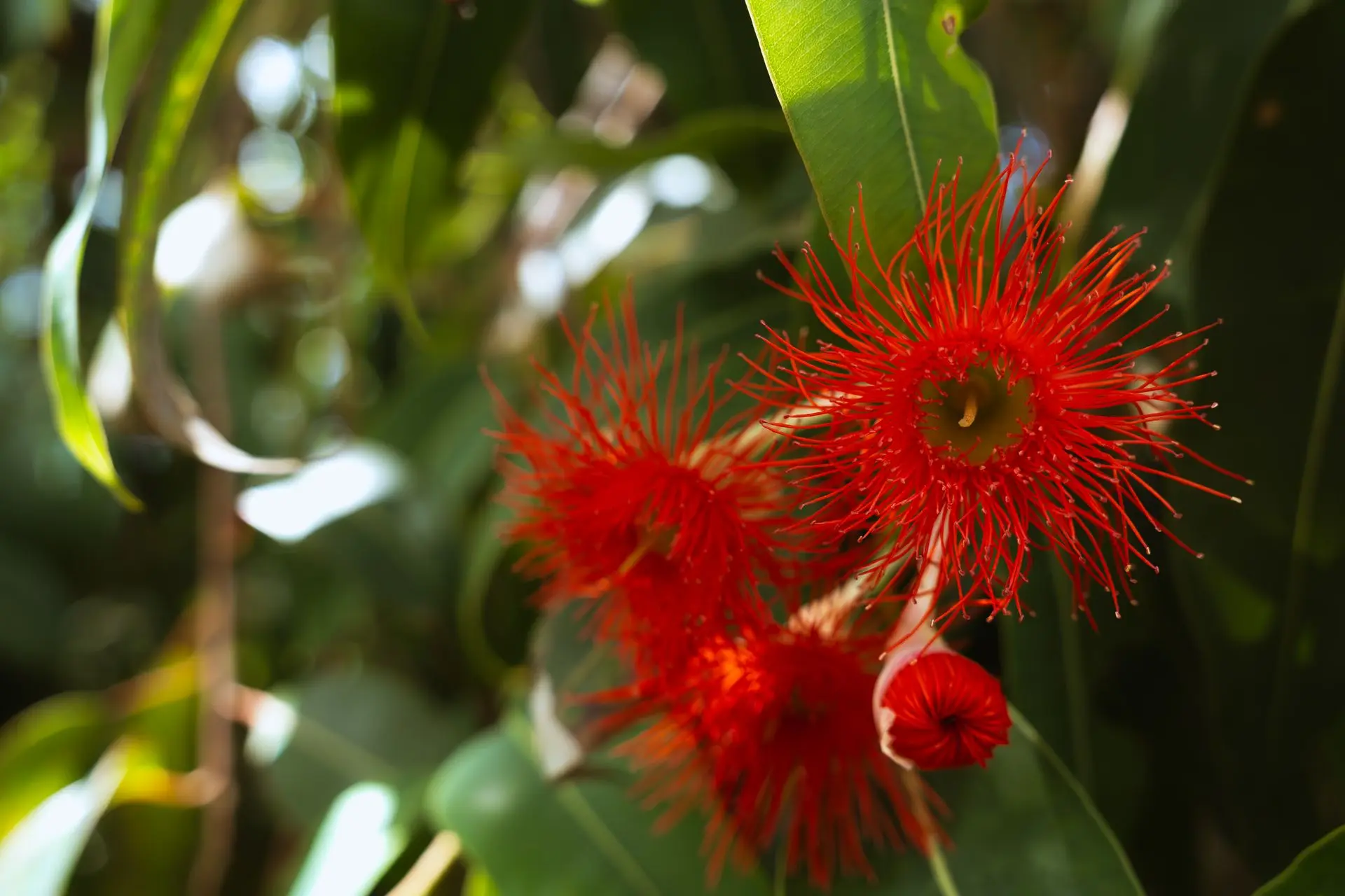 Shop Red flowers on tree