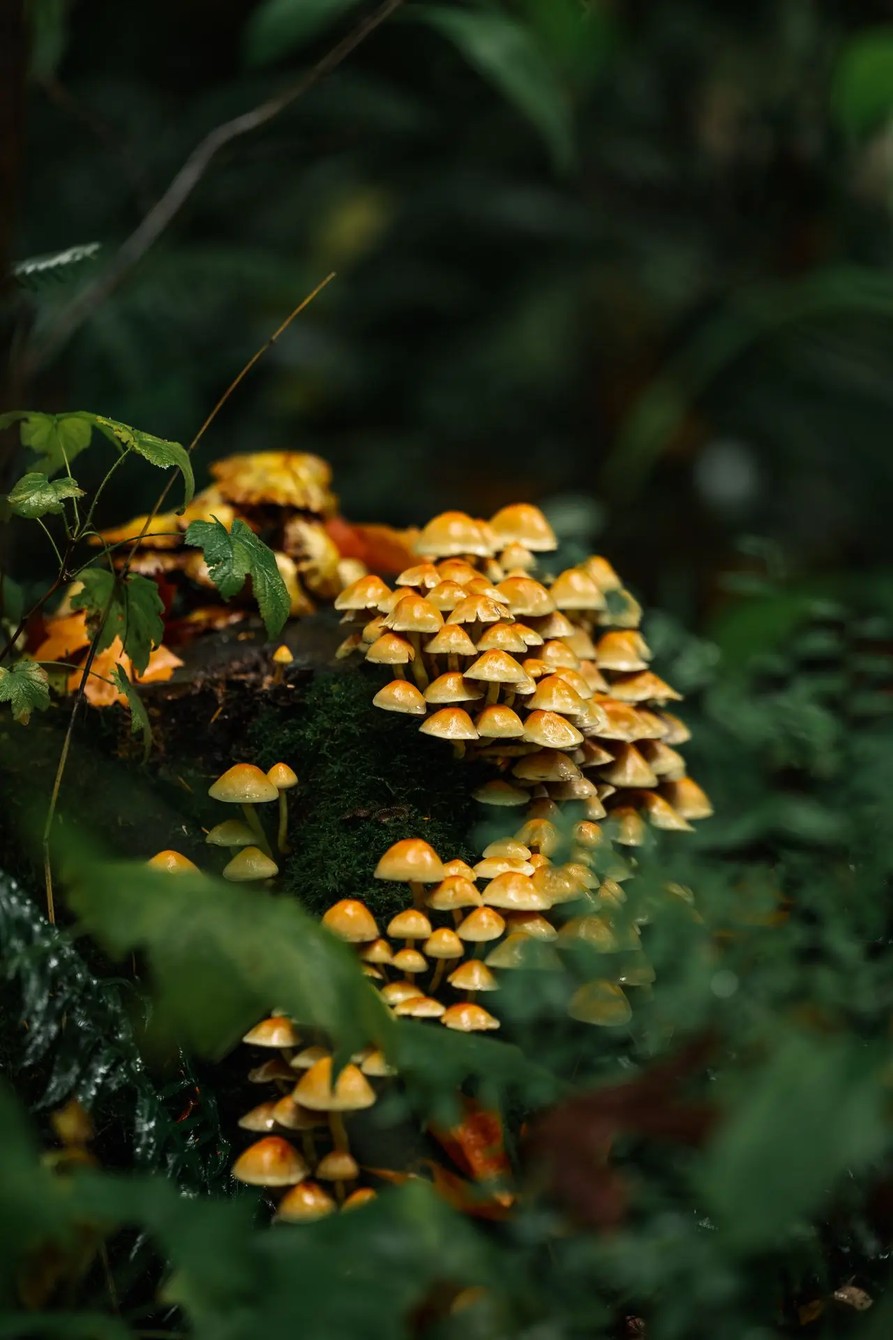 Mushrooms 3 A colony of mushrooms in a wet autumn forest