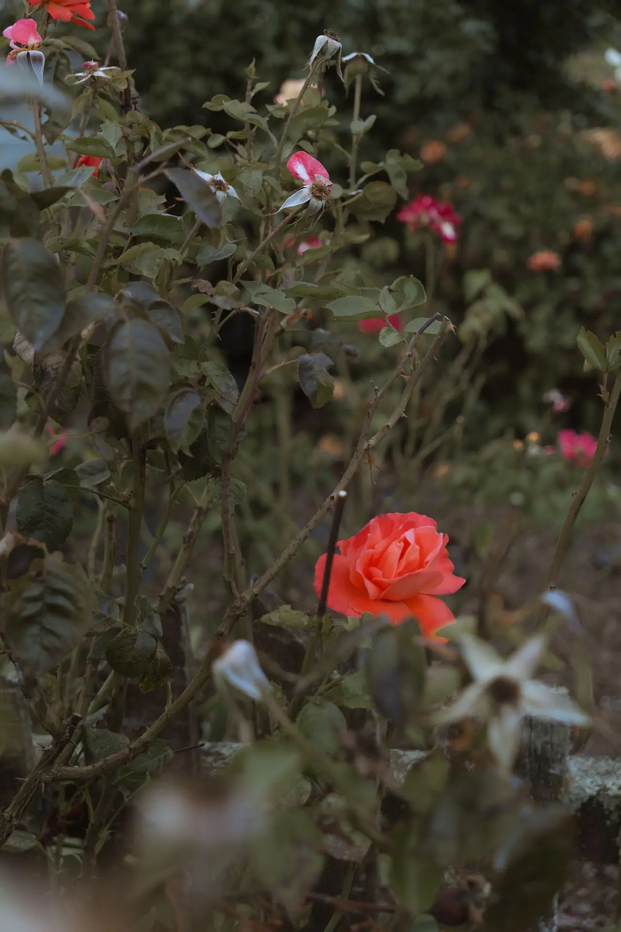 Shop Red flower in bush