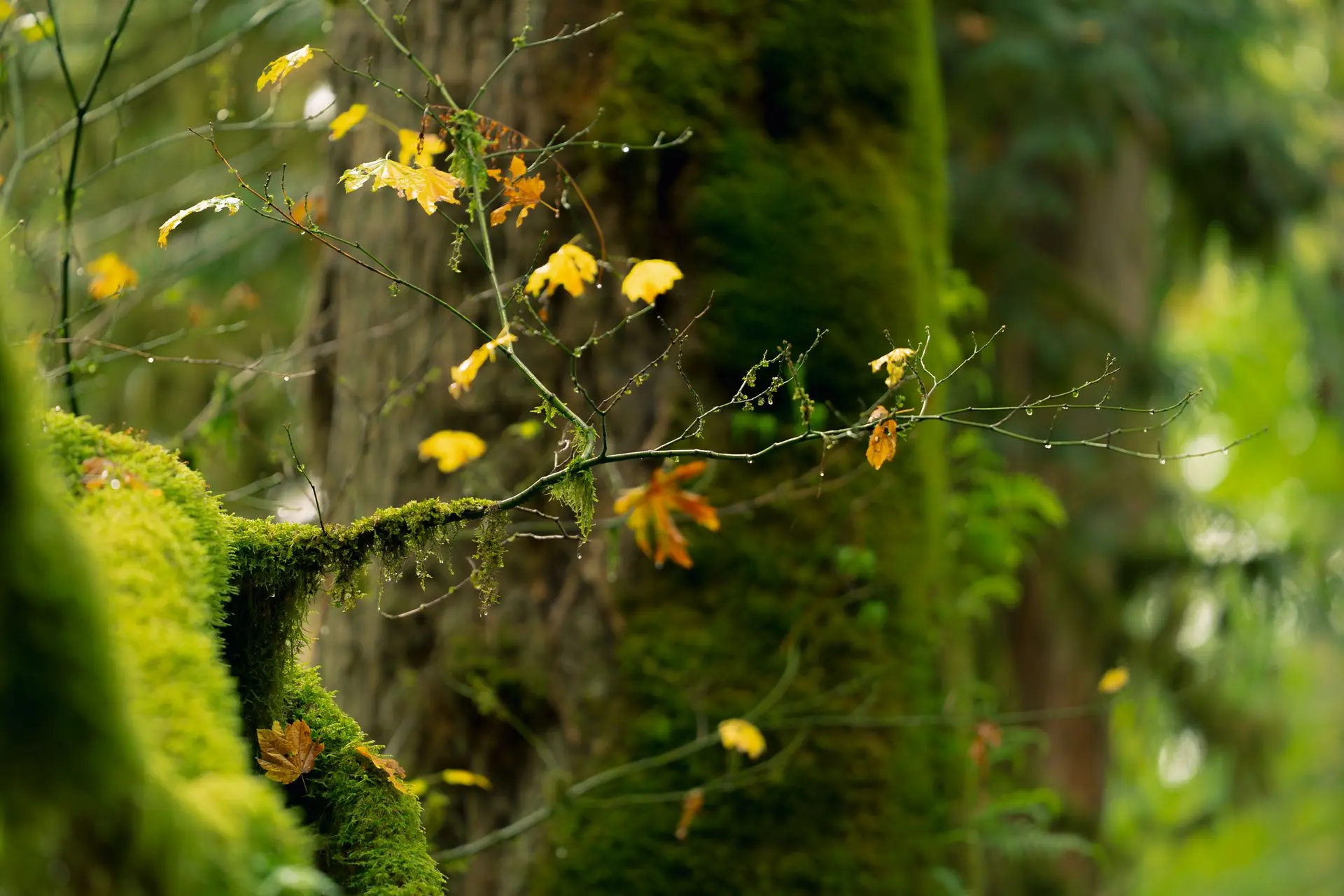 Forest 2 An autumn forest tree branch.