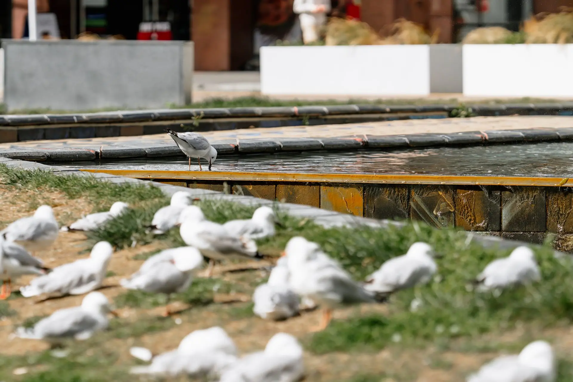 Birds 4 A lone bird drinks while its flock sleeps