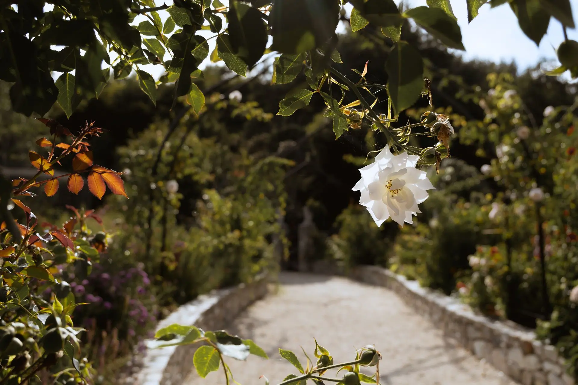 Flowers 9 A sole white flower arcs into the path.