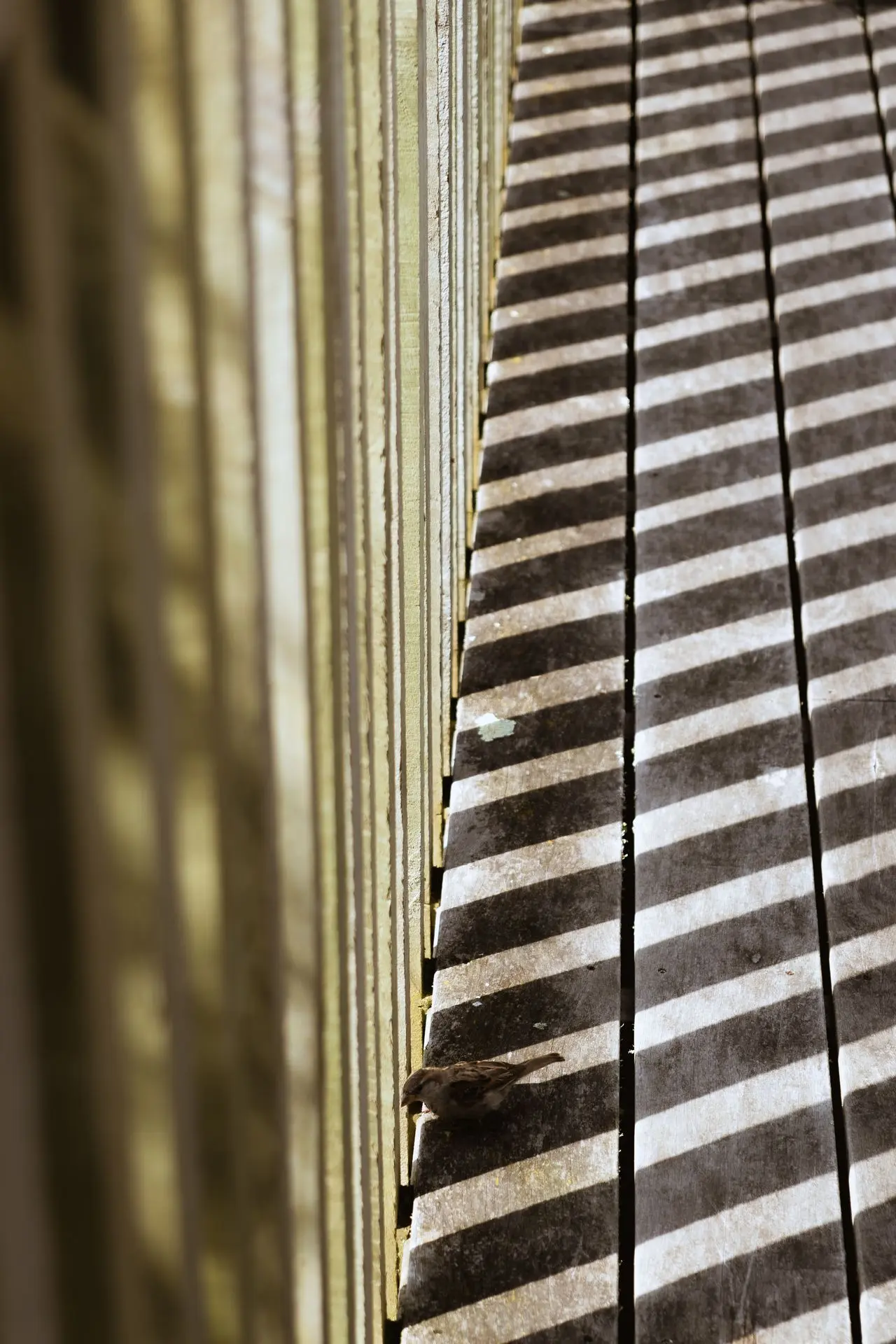 Shop Bird in railing shadow
