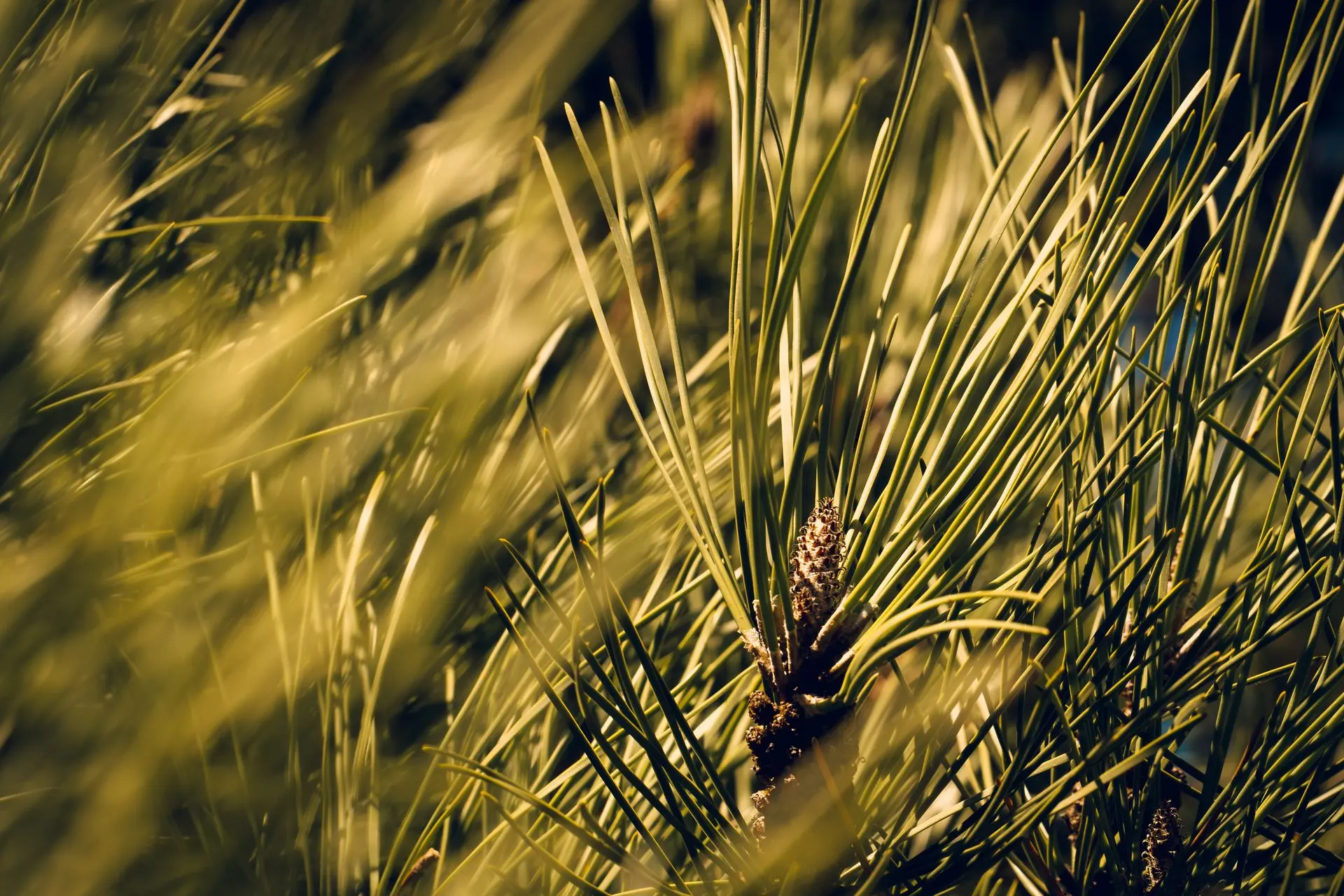 Pinecone 1 A pinecone nestled safely in protective needles