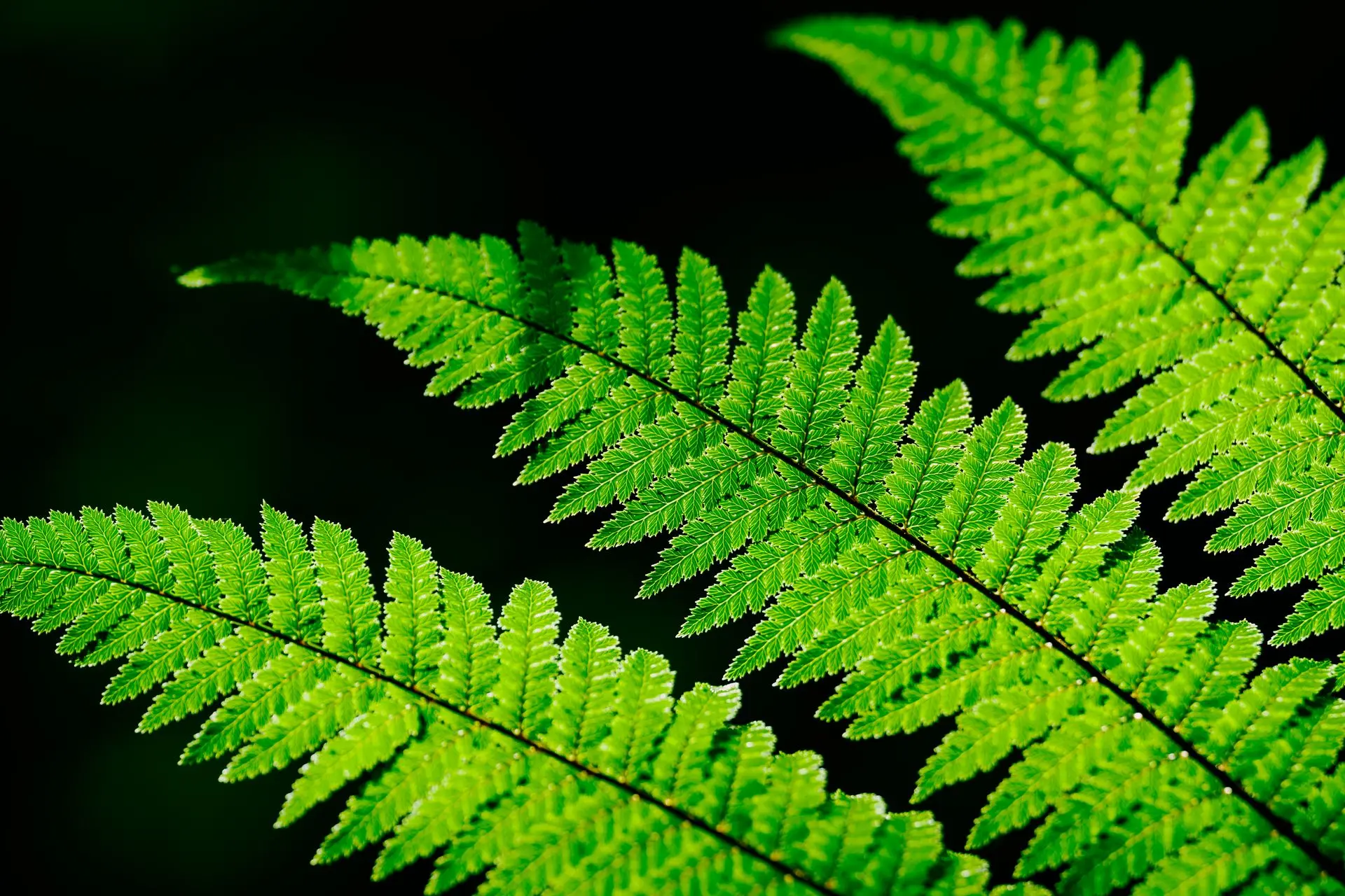 Fern 1 A vibrant green fern against a black background