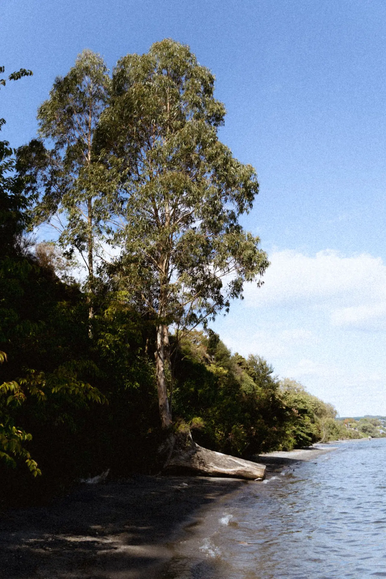 Shop Tree on lakeside