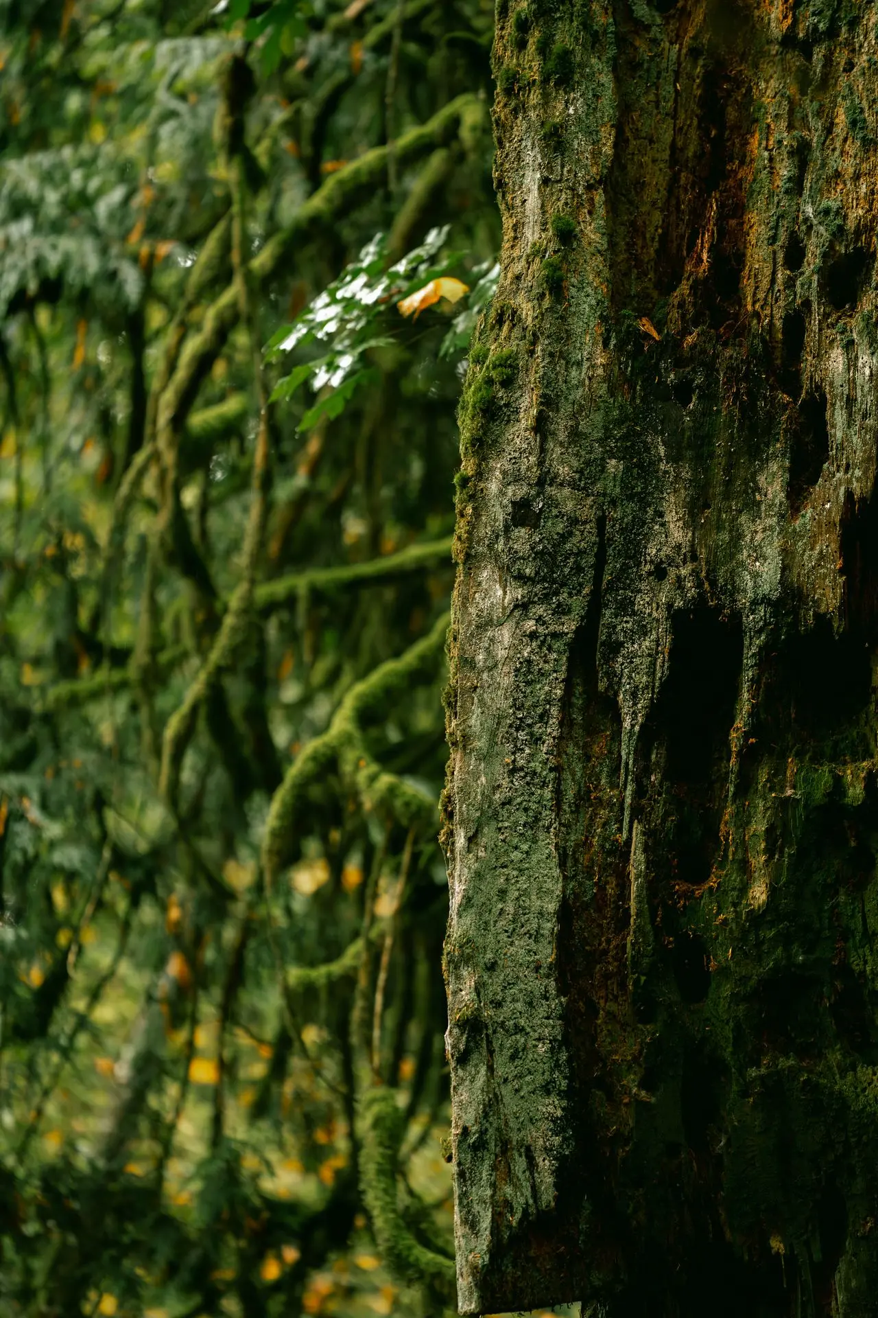Forest 4 A dead tree trunk in a vibrant green forest