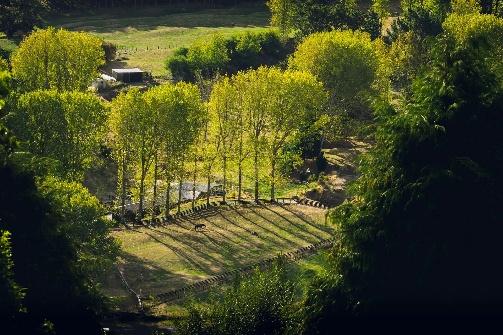 Horses 1 A lone horse walks through its paddock in the afternoon sun.