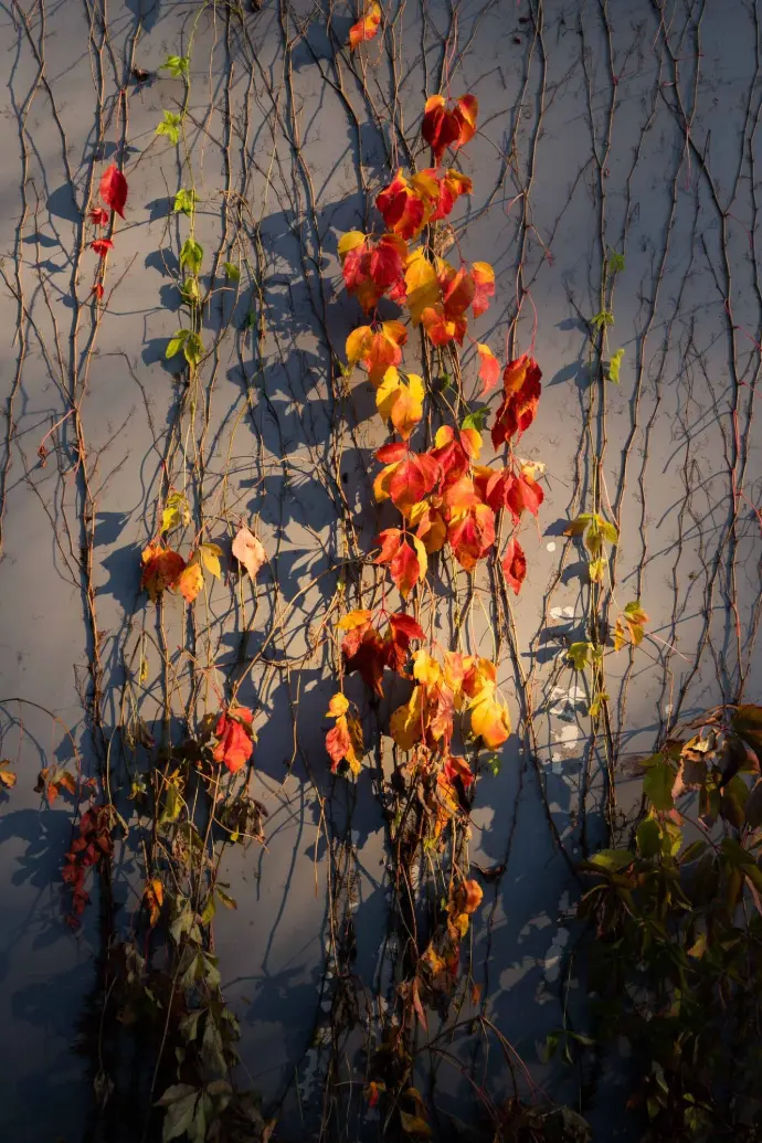 Vines 1 Autumn leaves on a dying vine.